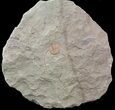 Lonchodomas (Ampyx) Trilobite - Morocco #45069-1